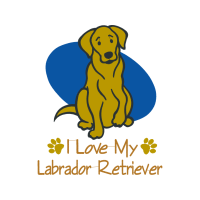 Labrador Retriever Animals