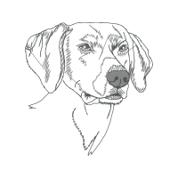 Labrador Retriever Animals Labrador Retriever Animals