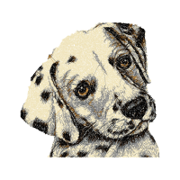 Labrador Retriever Animals Labrador Retriever Animals