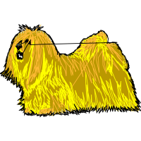 Lhasa Apso Animals Lhasa Apso Animals