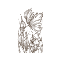 Line Art Animals Line Art Animals