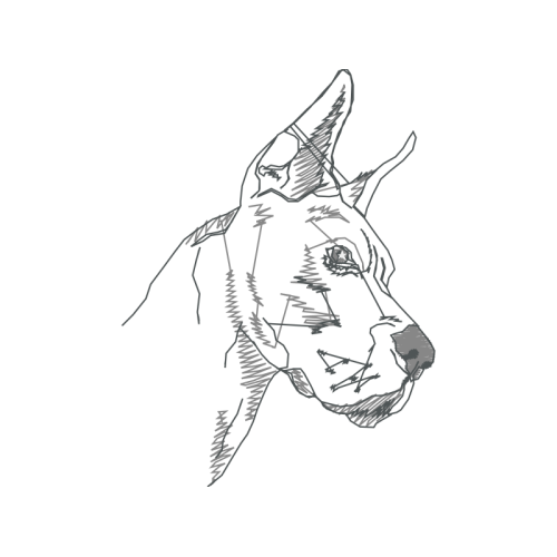 Line Art Animals Line Art Animals