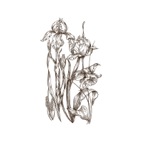 Line Art Animals Line Art Animals