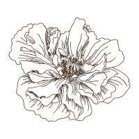 Line Art Animals Line Art Animals