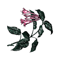 Line Art Animals Line Art Animals