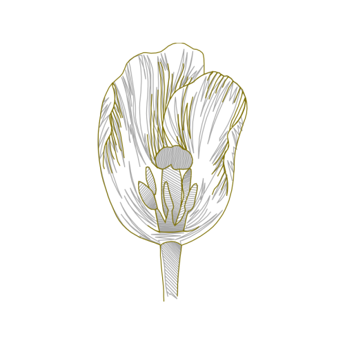 Line Art Animals Line Art Animals