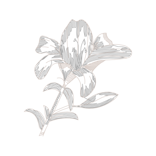 Line Art Animals Line Art Animals