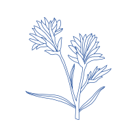 Line Art Animals Line Art Animals