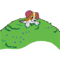 Maltese Dog Animals Maltese Dog Animals