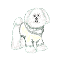 Maltese Dog Animals Maltese Dog Animals