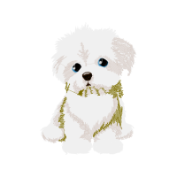 Maltese Dog Animals