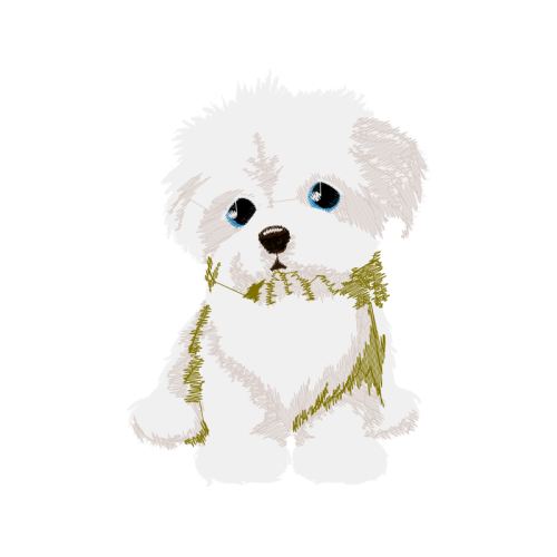 Maltese Dog Animals Maltese Dog Animals