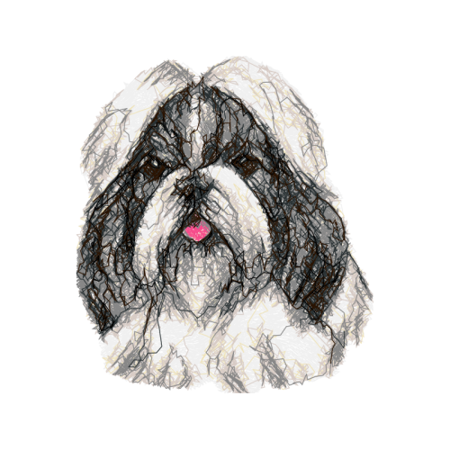 Maltese Dog Animals Maltese Dog Animals