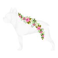 Miniature Fox Terrier Animals