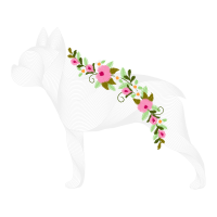 Miniature Fox Terrier Animals Miniature Fox Terrier Animals