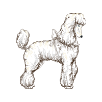 Miniature Poodle Animals