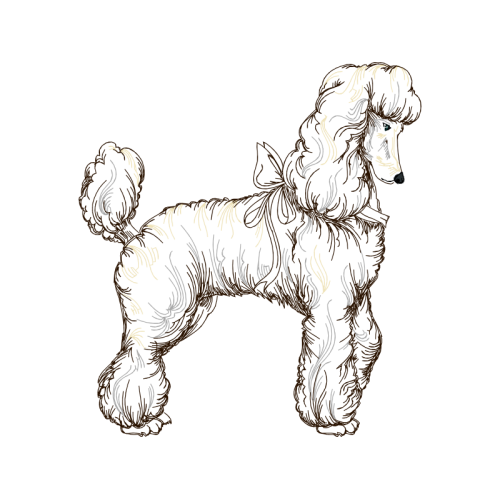 Miniature Poodle Animals Miniature Poodle Animals