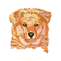 Norfolk Terrier Animals Norfolk Terrier Animals