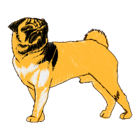 Norfolk Terrier Animals Norfolk Terrier Animals