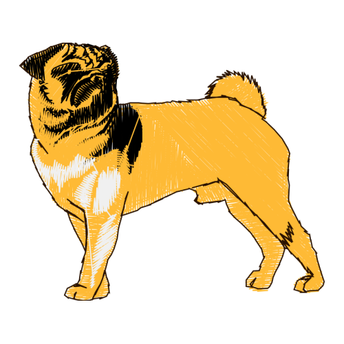 Norfolk Terrier Animals Norfolk Terrier Animals