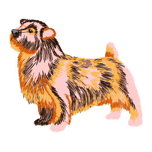 Norfolk Terrier Animals Norfolk Terrier Animals
