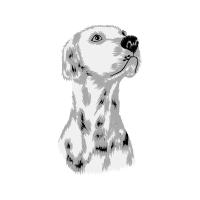 Norfolk Terrier Animals Norfolk Terrier Animals