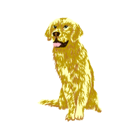 Norfolk Terrier Animals Norfolk Terrier Animals