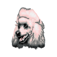 Norfolk Terrier Animals Norfolk Terrier Animals