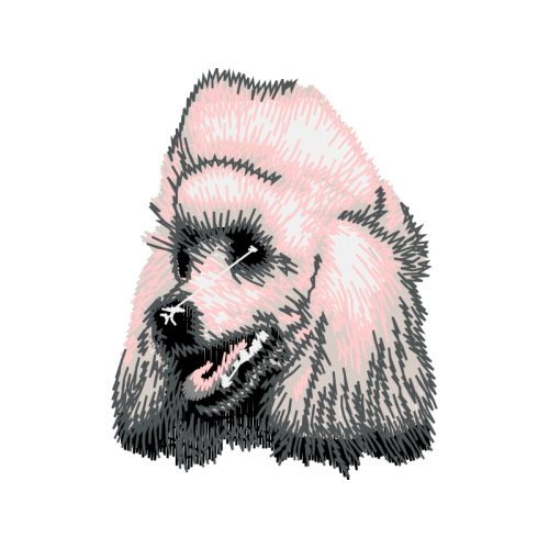 Norfolk Terrier Animals Norfolk Terrier Animals