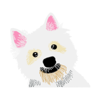 Norwich Terrier Animals Norwich Terrier Animals