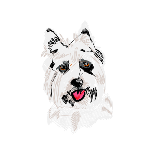 Norwich Terrier Animals Norwich Terrier Animals