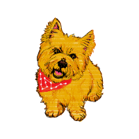 Norwich Terrier Animals Norwich Terrier Animals