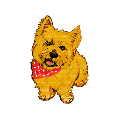Norwich Terrier Animals Norwich Terrier Animals