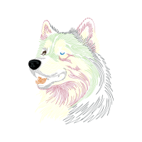 Norwich Terrier Animals Norwich Terrier Animals