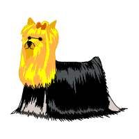 Norwich Terrier Animals Norwich Terrier Animals