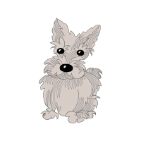 Norwich Terrier Animals