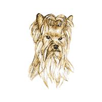 Norwich Terrier Animals Norwich Terrier Animals