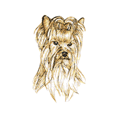 Norwich Terrier Animals Norwich Terrier Animals