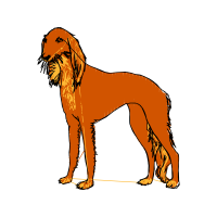 Nova Scotia Duck Tolling Retriever Animals