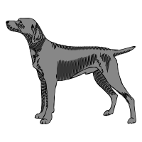 Old Danish Pointer Animals