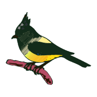 Old World Flycatchers Animals Old World Flycatchers Animals