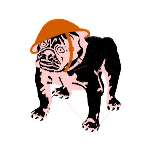 Olde English Bulldogge Animals Olde English Bulldogge Animals