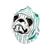 Olde English Bulldogge Animals Olde English Bulldogge Animals