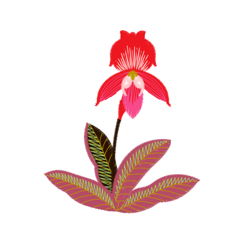 Orchids Animals Orchids Animals