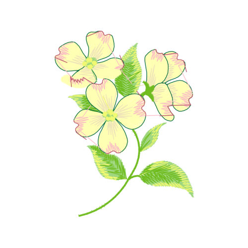 Orchids Animals Orchids Animals