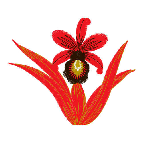 Orchids Animals Orchids Animals