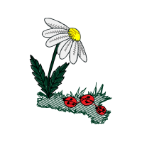 Oxeye Daisy Animals Oxeye Daisy Animals