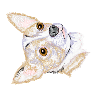 Parson Russell Terrier Animals