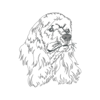 Petit Basset Griffon Vend En Animals