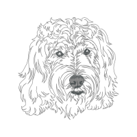 Petit Basset Griffon Vend En Animals Petit Basset Griffon Vend En Animals